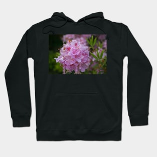 April Azalea Hoodie